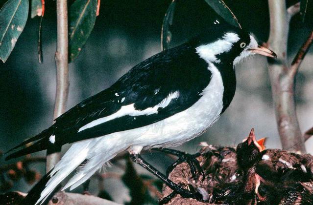 Magpie-lark