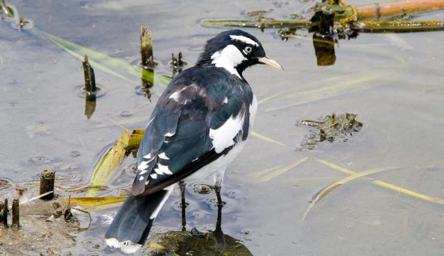 Magpie-lark
