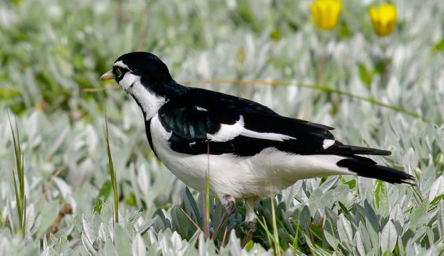 Magpie-lark