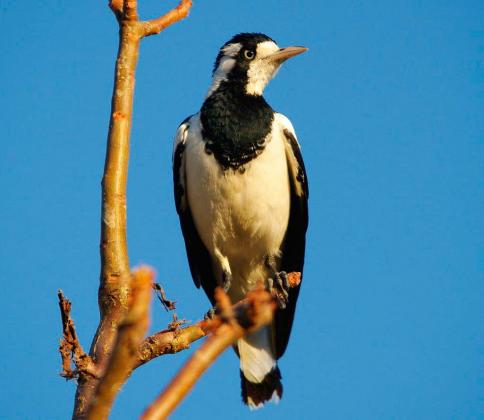 Magpie-lark