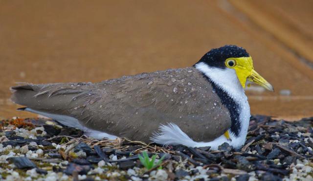 Masked Lapwing