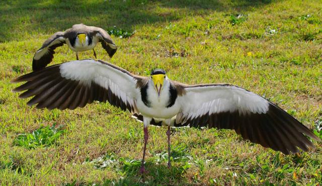 Masked Lapwing