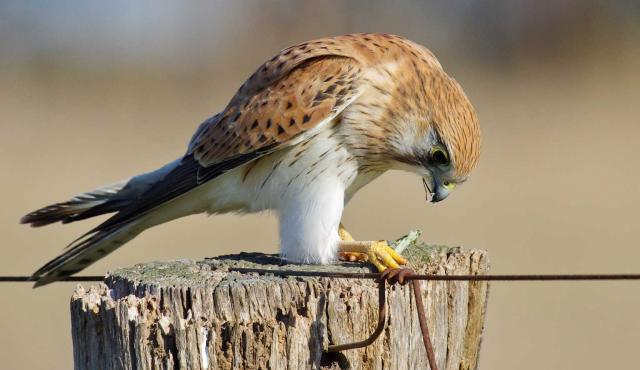 Nankeen Kestrel 