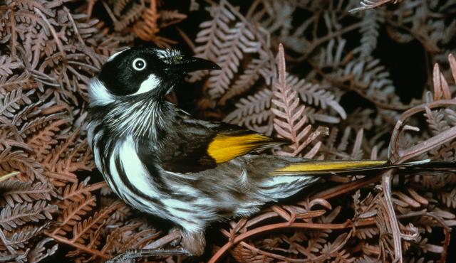 New Holland Honeyeater