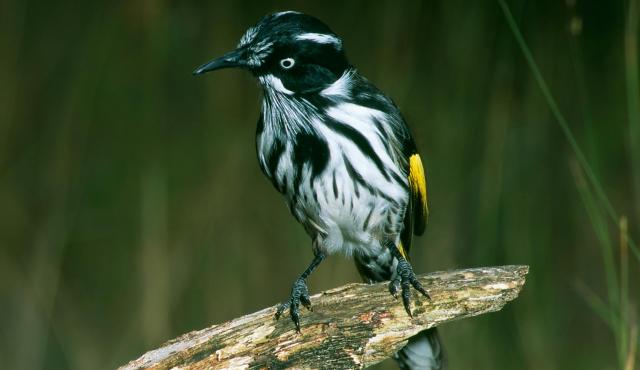 New Holland Honeyeater