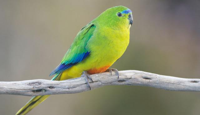 Orange bellied Parrot