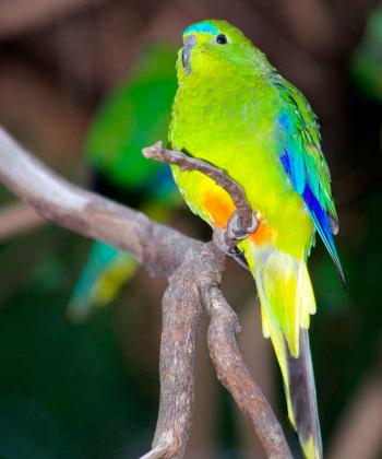 Orange bellied Parrot