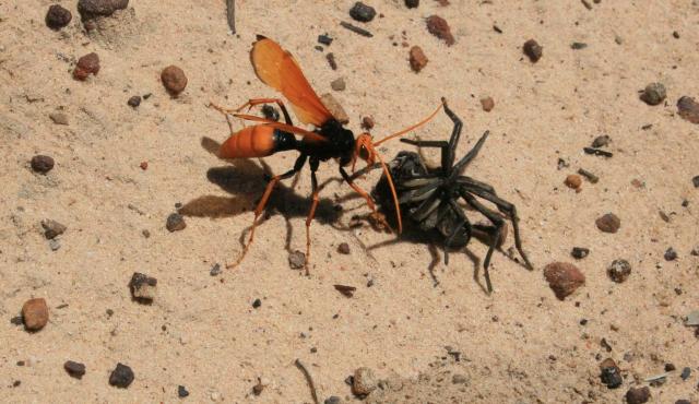 Orange Spider-wasp - Glenn Rudolph/DEPI Orange Spider-wasp