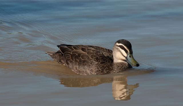 Pacific Black Duck
