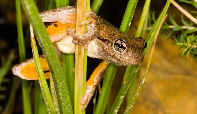 Peron's Tree Frog
