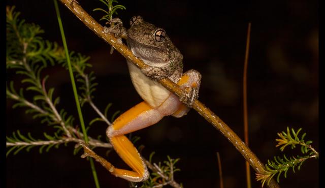Peron's Tree Frog