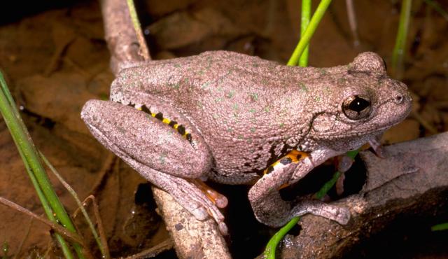 Peron's Tree Frog