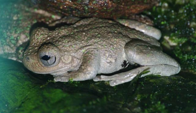 Peron's Tree Frog
