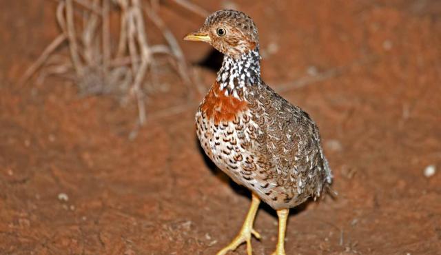 Plains-wanderer