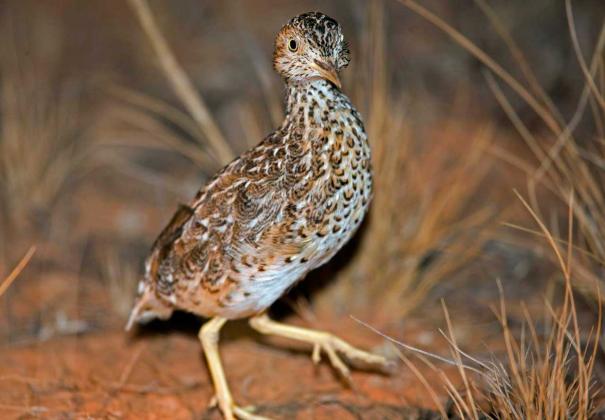 Plains-wanderer