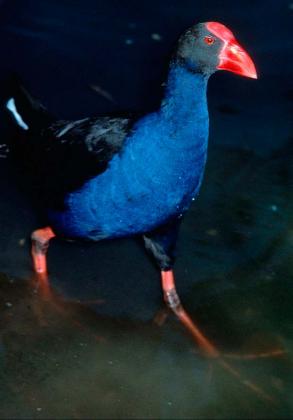 Purple Swamphen