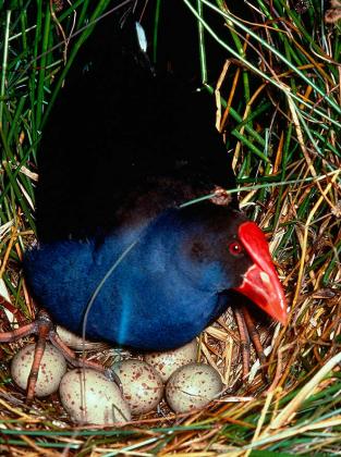 Purple Swamphen