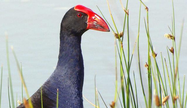 Purple Swamphen