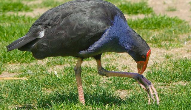 Purple Swamphen