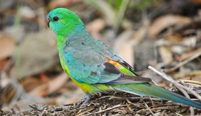 Red-rumped Parrot