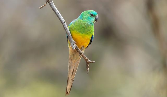 Red-rumped Parrot