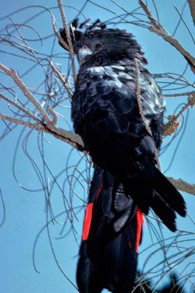 Red-tailed Black Cockatoo (south-eastern) 