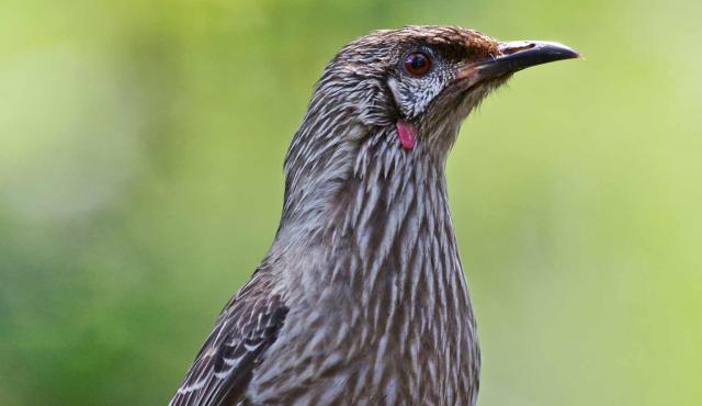 Red Wattlebird