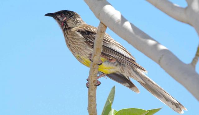 Red Wattlebird