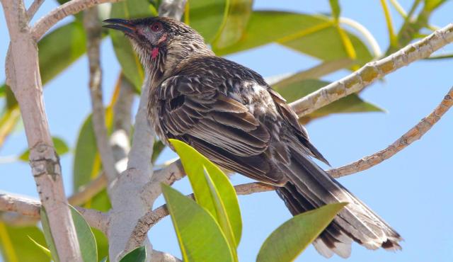 Red Wattlebird