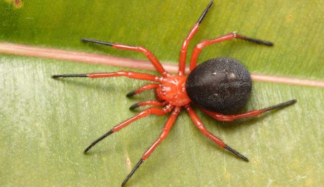 Red and Black Spider