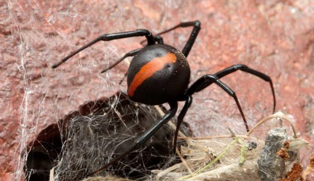 Redback Spider