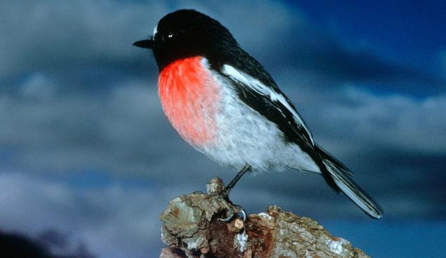 Scarlet Robin