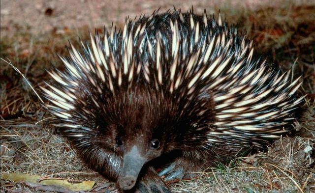 Short-beaked Echidna