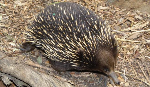 Short-beaked Echidna
