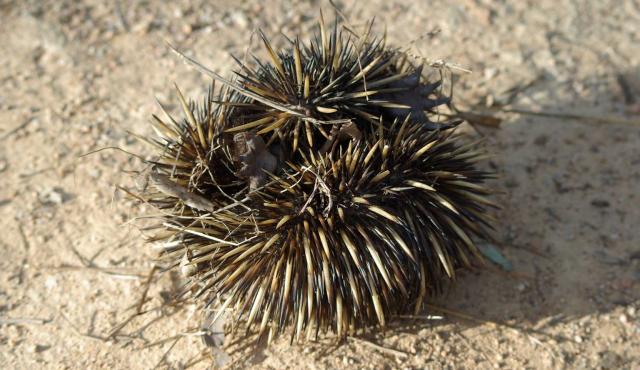 Short-beaked Echidna