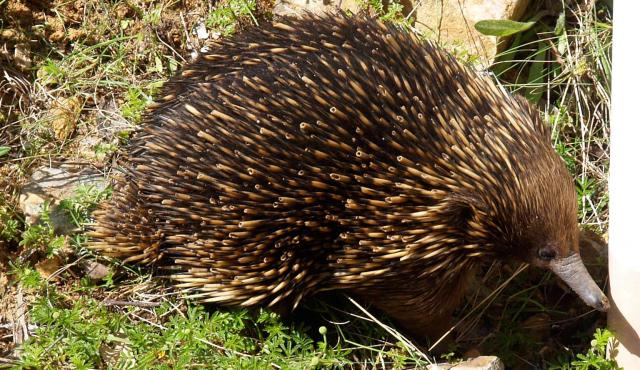 Short-beaked Echidna