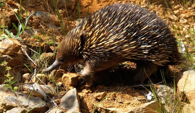 Short-beaked Echidna