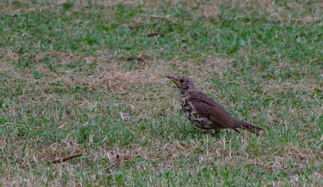 Song Thrush