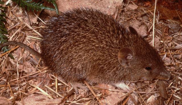 Southern Brown Bandicoot