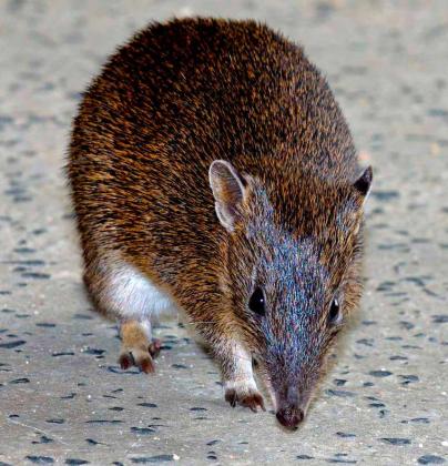 Southern Brown Bandicoot