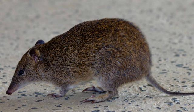 Southern Brown Bandicoot