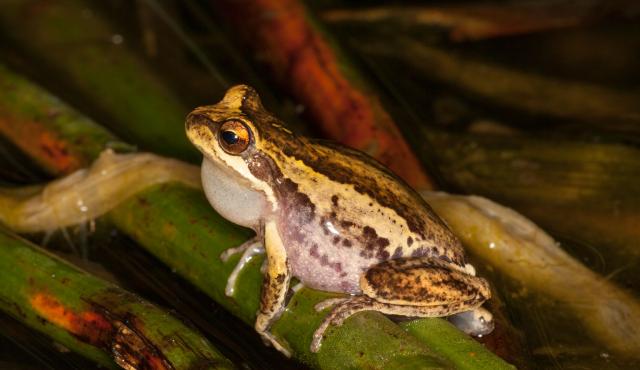 Southern Brown Tree Frog