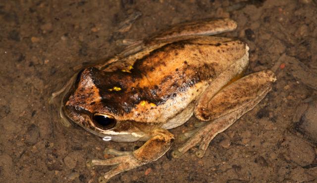 Southern Brown Tree Frog