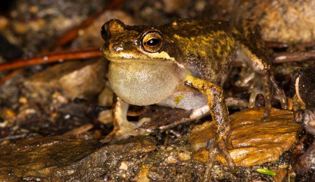 Southern Brown Tree Frog