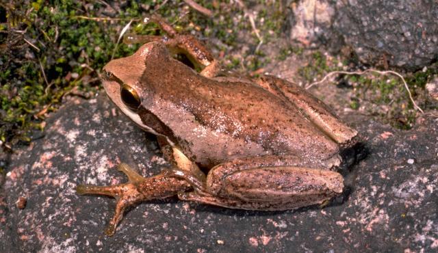 Southern Brown Tree Frog