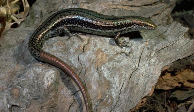 Southern Grass Skink