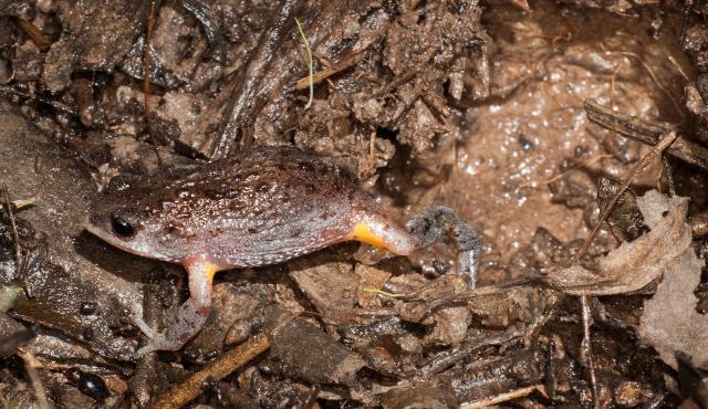Southern Toadlet