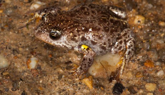 Southern Toadlet