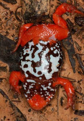 Southern Toadlet 