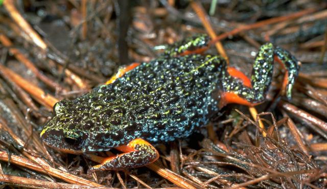 Southern Toadlet